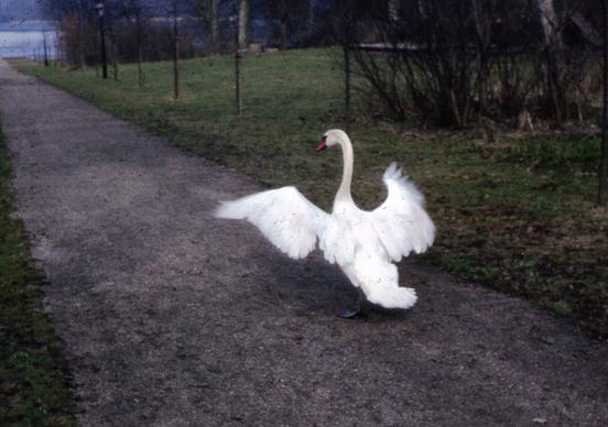 Svane på vej mod Parnasbroen. Svanerne
