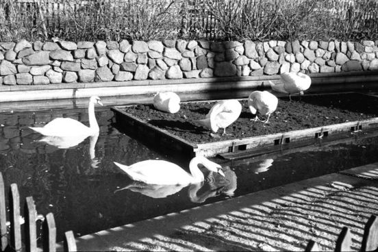 Svanebassinet i Gartnergården i starten af 1960'erne. Svanerne