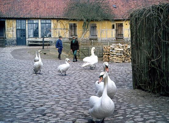 Afmarch fra Gartnergården en forårsdag i 1970'erne Svanerne