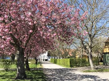 Stiftelsen Sorø Akademi har et smukt hus ved Akademihaven til leje pr. 1. august/1. september.