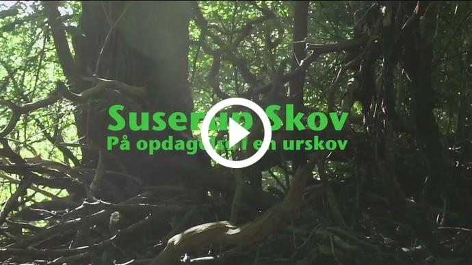 Suserup Skov