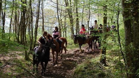 Stiftelsen Sorø Akademi